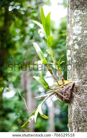 The orchid is attached to the big tree, we can be found in the rainforest in the East Asia.