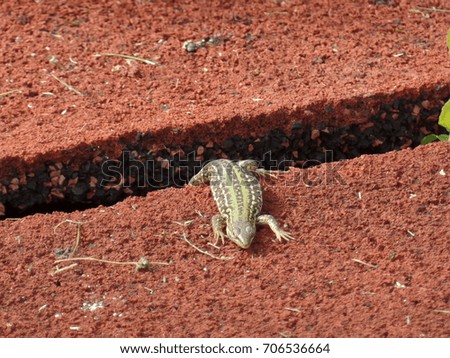 Green lizard on running track