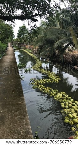 Fresh aromatic coconut in the canal, How to harvest and transport to factory.  