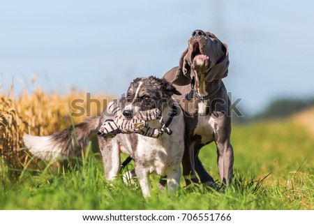 picture of a Great Dane puppy and an Australian Shepherd who are playing on a country path