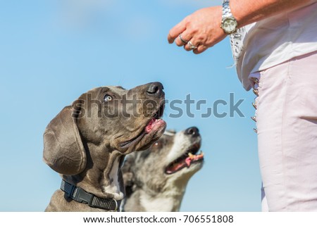 picture of a woman who gives a Great Dane puppy and an Australian Shepherd a treat