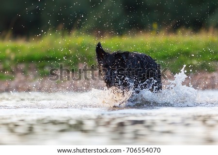 picture of a Harzer Fuchs - Australian Shepherd hybrid who is running in a lake