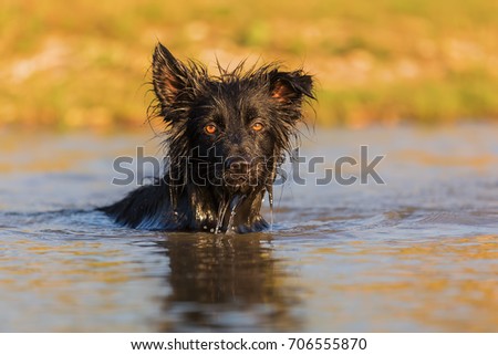 picture of a black Harzer Fuchs-Australian Shepherd hybrid who swims in a lake