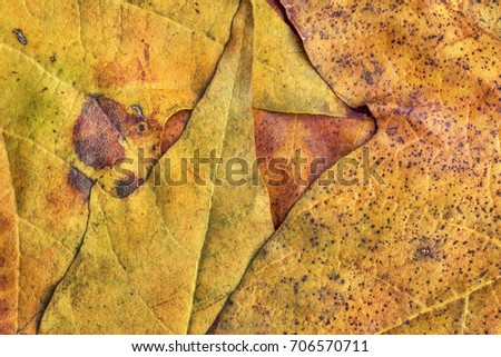 Autumn Dry Maple Foliage Grunge Background Texture