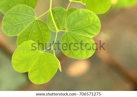 Close up picture of green leave background