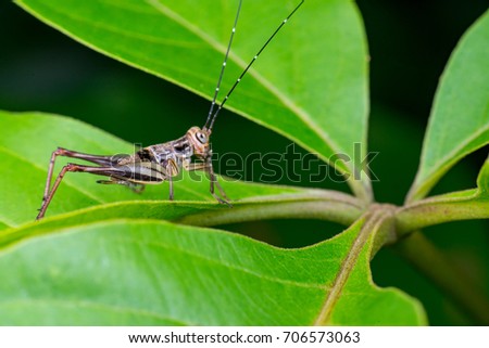 Side view of brown, yellow and black bush cricket with long antenna (Arthropoda: Insecta: Orthoptera: Gryllidae: Nisitrus vittatus) stay still on the green leaf isolated with black background