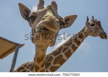 Giraffe at the zoo on a blue sky background. Giraffe has funny facial expressions. The giraffe stuck out the tip of its tongue.