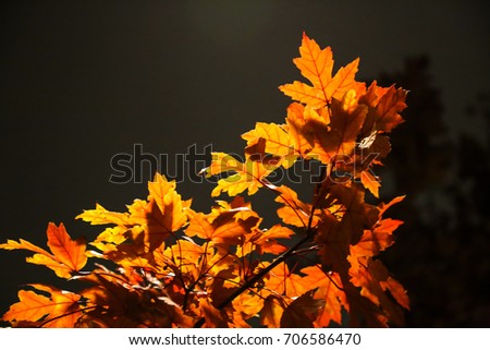 Red maple leaves tree in the park with the light at night in Japan, autumn season
