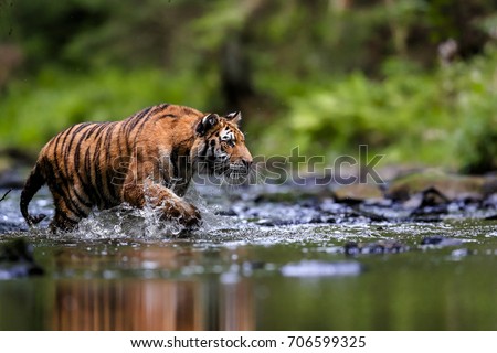 The largest cat in the world, Siberian tiger, hunts in a creek amid a green forest Top predator in a natural environment. Panthera Tigris Altaica. Royalty-Free Stock Photo #706599325