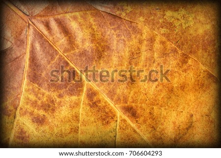 Autumn Dry Maple Foliage Vignetted Grunge Background Texture
