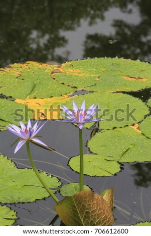 Lotus flower blooming on a lake