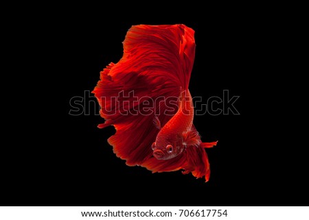 Red Siamese fighting fish(Rosetail),fighting fish,Betta splendens,on black background