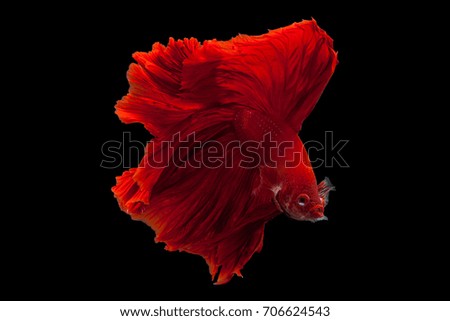 Red Siamese fighting fish(Rosetail),fighting fish,Betta splendens,on black background