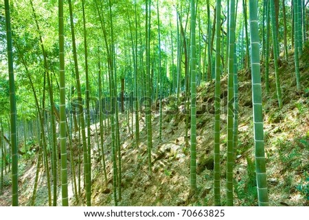 Bamboo forest on a mountain side with many young bamboos.