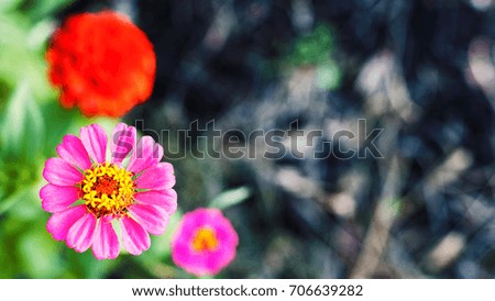 De-focused blurred nature background with gerbera flowers in the corner, with space for text or image