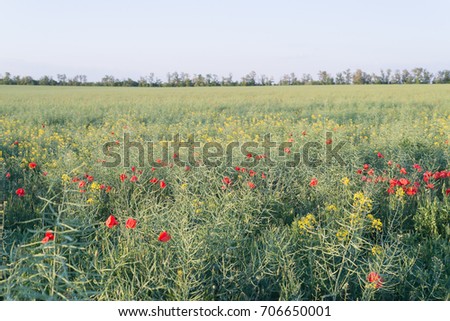 Field with bright red poppies. Flowering fragrant scarlet flowers - poppies against the background of green grass.