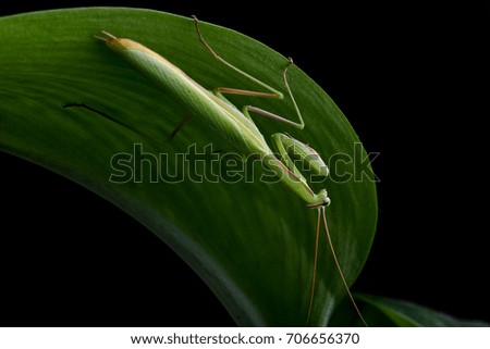 Mantis  close up photo isolated