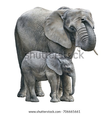 elephant mother and baby on white background. Elephant isolated