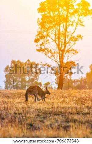 A kangaroo jumping in the grass field, trees on background and warm light in the morning with flare