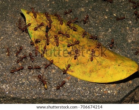 Ants on yellow leaves