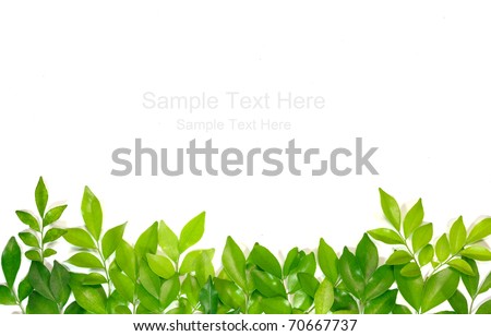 Green leafs on white background Royalty-Free Stock Photo #70667737