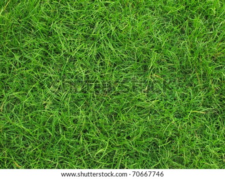 Real green grass background Royalty-Free Stock Photo #70667746