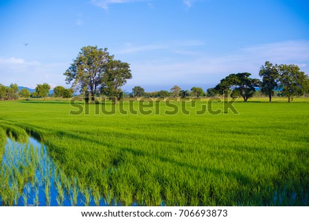Rice filed in Thailand