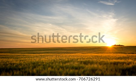 Sunset on the field Royalty-Free Stock Photo #706726291
