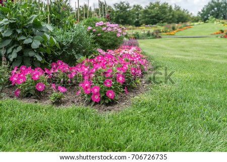 Flowerbed with pink flowering flowers and lawn