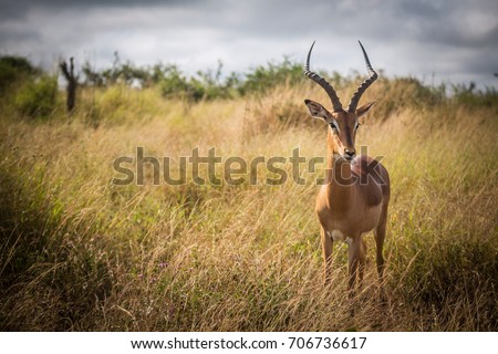 Male impala antelope in savannah at sunset, Kruger National Park, South Africa Royalty-Free Stock Photo #706736617