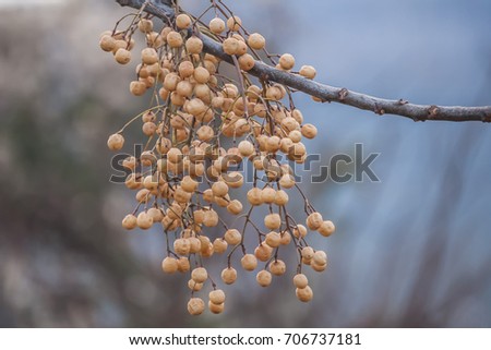 Wild seeds hanging on the tree