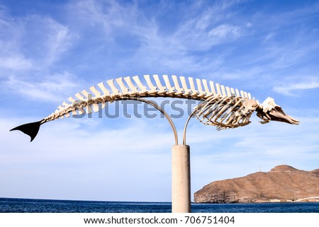 Photo Picture of the Dry Whale Mammal Skeleton