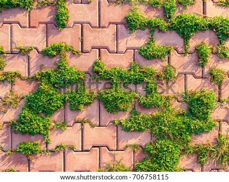 The grass grows between the paving slabs Royalty-Free Stock Photo #706758115