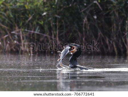 Close-up shot of Great Cormorant, emerging from the lake surface with a big fish in the beak surrounded by splashing water droplets. Detail on the green shining eye of predator.  Phalacrocorax carbo. Royalty-Free Stock Photo #706772641