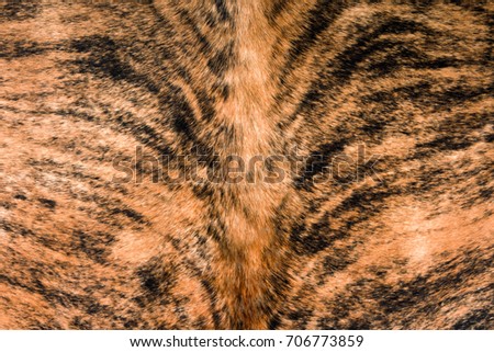 Background photo color of cowhide fur close-up under the inscription or backing