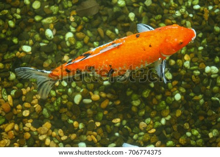 Colorful  carp chinese fish in water