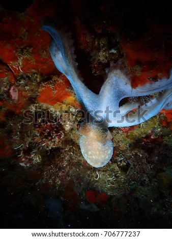 Octopus in the Harbor, Stock Island Marina Key West Florida