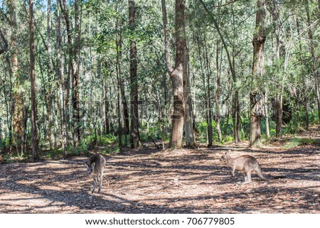 Kangaroos in wildlife forests,Australia