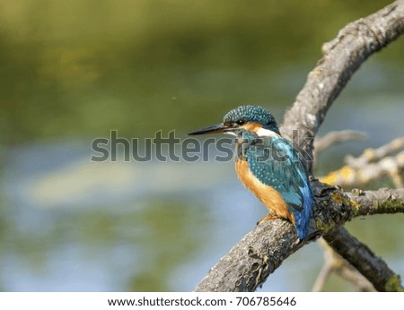 Kingfisher perched on a branch over the water, watching