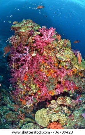 reef coral rock blue sea ocean