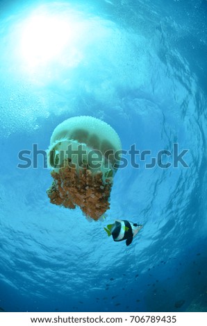 reef coral rock blue sea ocean