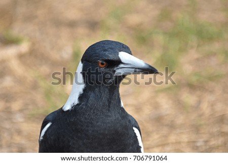 Australian Magpie - Central Coast, NSW, Australia