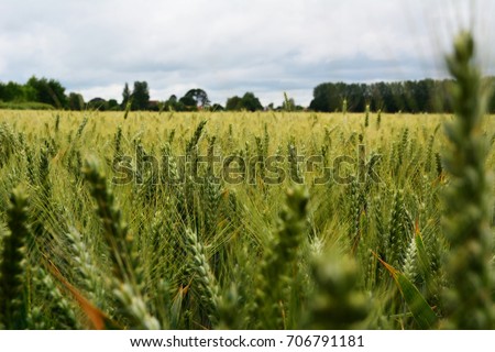 Wheat field with green maturing grain on a grey and cloudy day.