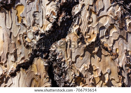 Closeup of tree bark after burning, unique texture and background