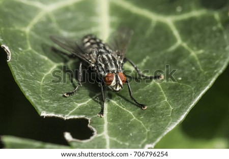 Macro photography of a house fly on a leaf