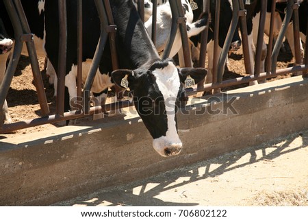 Holstein Cows. Black and White Holstein Friesians cows at a farm. 
