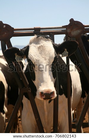 Holstein Cows. Black and White Holstein Friesians cows at a farm. 
