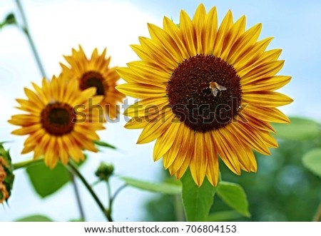 Three sunflowers with blue sky in the background