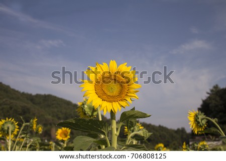 Beautiful sunflower