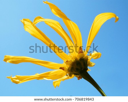 Yellow flowers bloom brightly on a blue background. , Bottom view